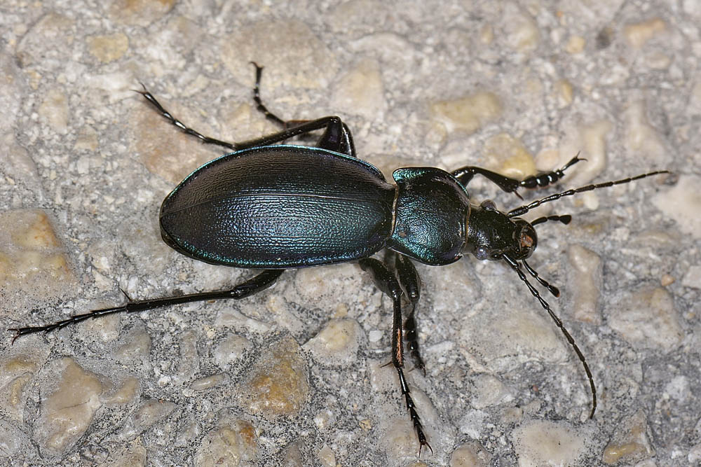 Carabus violaceus picenus